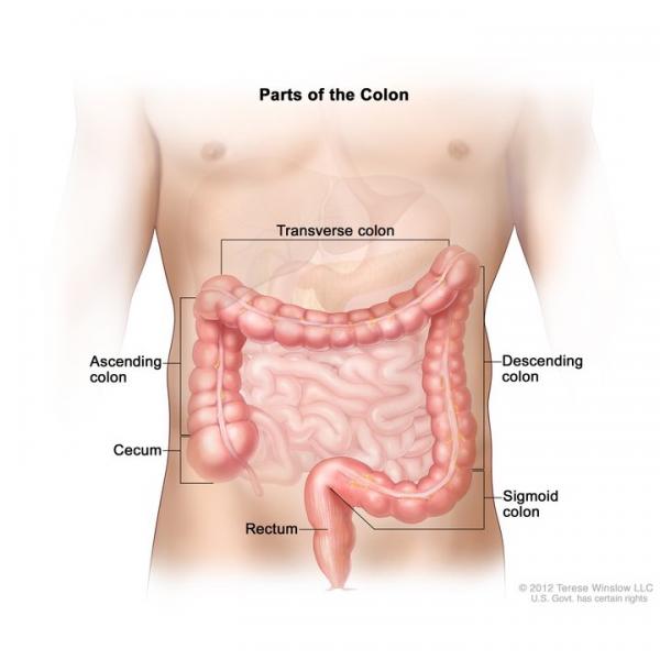 colon and rectum anatomy