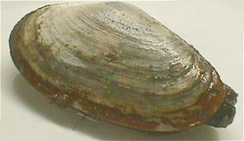 soft-shelled clam
