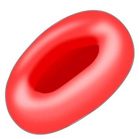 red blood cells clipart