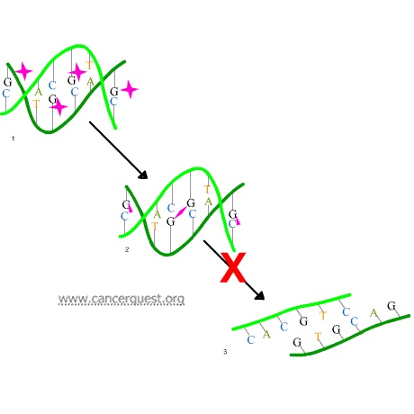 Capecitabine, DNA/RNA Synthesis Inhibitor