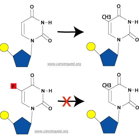 Chemotherapy