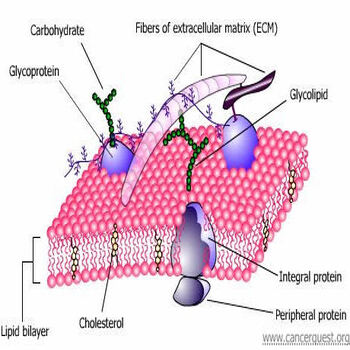 polymer of carbohydrates lipids and proteins