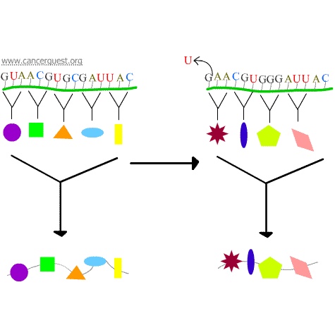 The causes of mutations