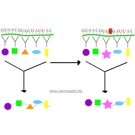 Mutations