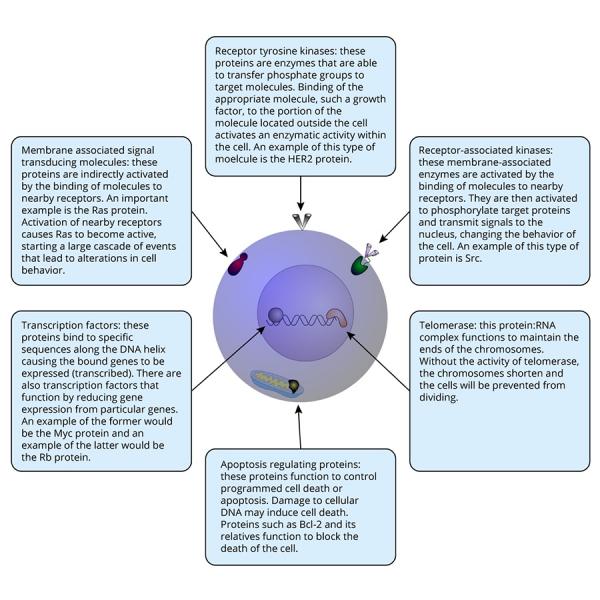 tumor suppressor genes and proto oncogenes