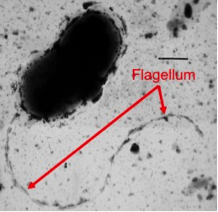 Transmission Electron Micrograph of Bacterium.png