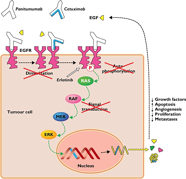 effect of panitumumab