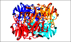 Diagram of the molecular structure of Asparaginase