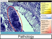 Screenshot of the Pathology module