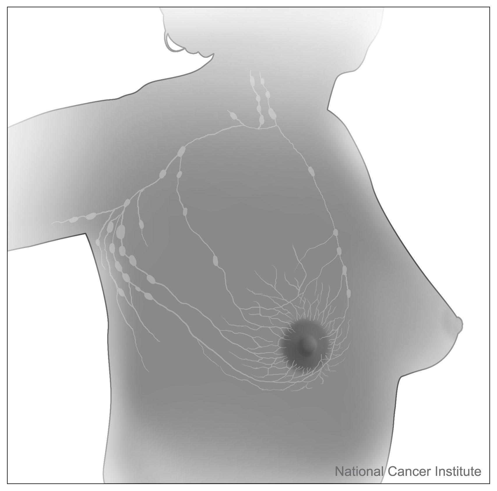 Mammography  CancerQuest