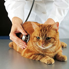 Cancer in Cats Cancer in Cats