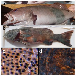 Coral trout (Plectropomus leopardus) with melanoma