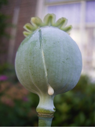 White latex oozing from opium poppy White latex oozing from opium poppy