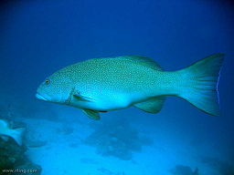 Plectropomus leopardus (coral trout)