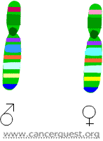 male and female chromosome