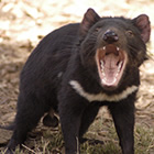 Tasmanian Devil