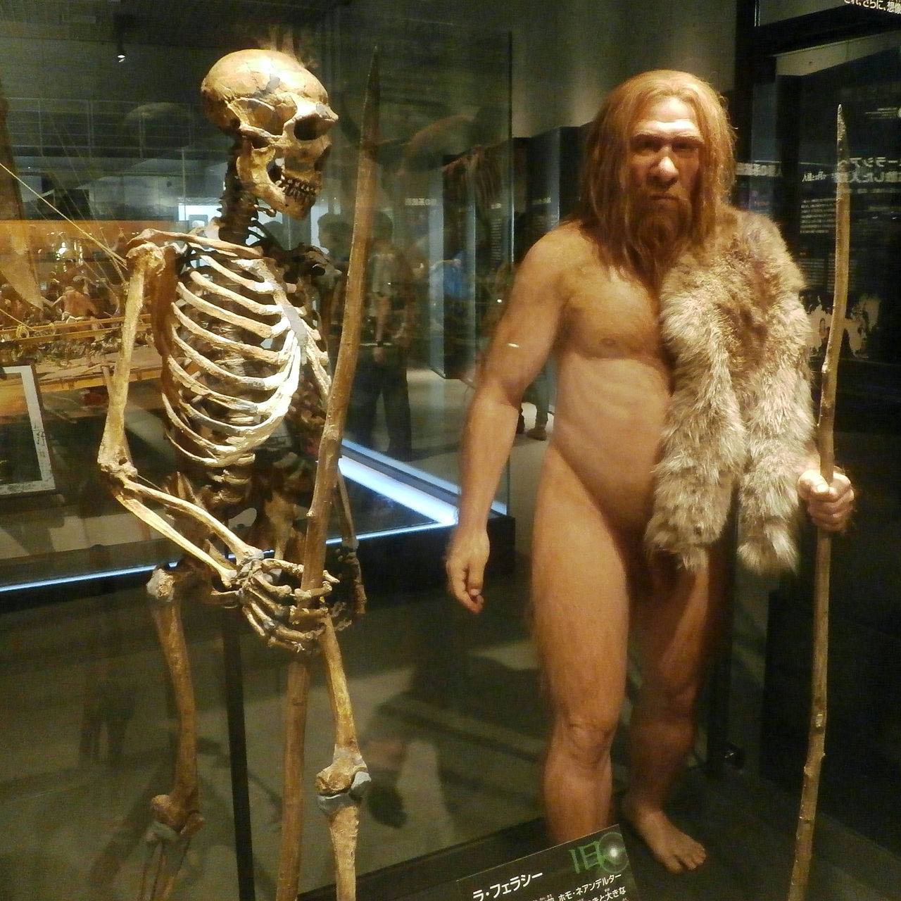 Neanderthal and man 