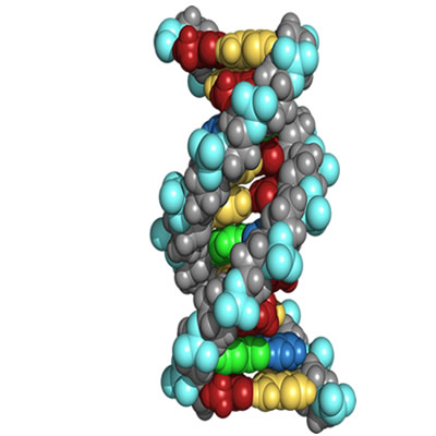 Space-filling model of short DNA sequence (2D).