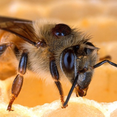 Close up of honeybee on comb