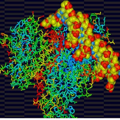 P53 protein bound to DNA