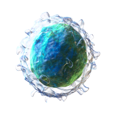graphic of an immune cell