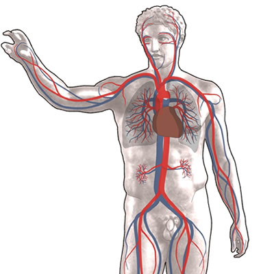 Dibujo del sistema circulatorio