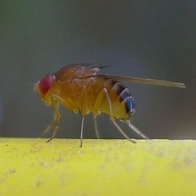side view of a fruit fly