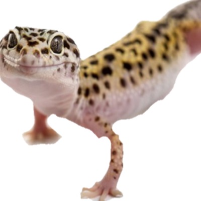 rare geckos