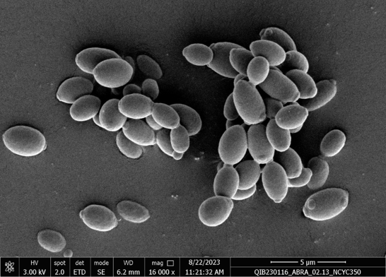 stock image of gut bacteria electron micrograph