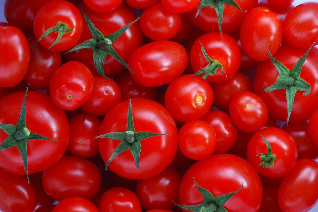 Many ripe tomatoes
