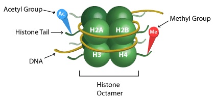 histone-methylation-acetylation.jpg