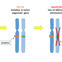 Two-hit hypothesis of cancer development depicted