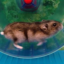 hamster running in wheel.