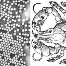 Virus de la polio junto a un dibujo del cangrejo (signo astrológico)