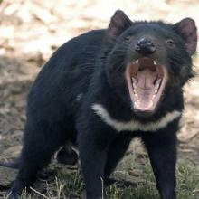 photo of Tasmanian devil facing the camera